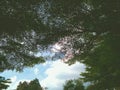 Leaves with daytime on sky.