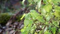 Leaves of deaf nettle swayed slightly from the wind