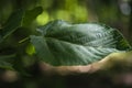 Leaves in deep woods