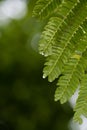 Leaves detail of Acacia of Constantinople tree on natural background