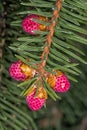 Leaves and Developing Cones of Norway Spruce Royalty Free Stock Photo