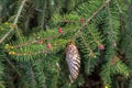 Leaves and Developing Cones of Norway Spruce Royalty Free Stock Photo