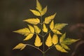 Leaves with dew drops in autumn