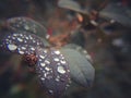 Leaves and dew