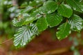 Leaves dewy with rain drops. Lush green leaves beech tree leaves