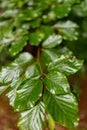 Leaves dewy with rain drops. Lush green leaves beech tree leaves