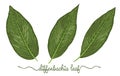 Leaves of diffenbachia elements set. Botany hand drawn graphic i