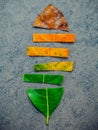 Leaves of different age of jack fruit tree on dark stone background. Ageing and seasonal concept colorful leaves with flat lay