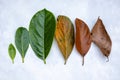 Leaves of different ages of jackfruit tree on white background. From birth to death Royalty Free Stock Photo