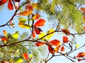 Colorful leaves are in the air, red, green, yellow