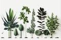 Leaves of different plants. Variety of species to use as decoration. Green color. Isolated on a white background. Generative AI