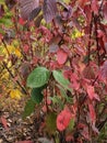 Leaves displaying autumn shades in nature