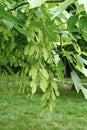 Boxelder Maple