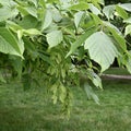 Boxelder Maple Royalty Free Stock Photo