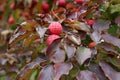 Leaves on dogwood tree changing color in Fall, with flower buds in shape of red balls getting ready for Winter Royalty Free Stock Photo