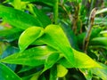 The leaves of the Dracena plant that look wide and sharp (2)