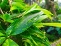 The leaves of the Dracena plant that look wide and sharp (1)