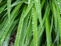 Leaves with drop of dew in morning on leaf. Green leaves hemerocallis. Royalty Free Stock Photo