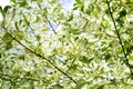 Leaves Drummond Norway maple Acer platanoides Drummondii in the rays of bright sunshine Royalty Free Stock Photo