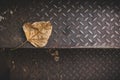 The leaves of the dry bodhi tree lay on the metal stairway steps. Royalty Free Stock Photo