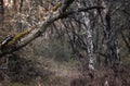 The leaves and dry branches give prominence to this forest in autumn