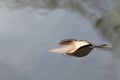 Leaves dry floating on the surface water wave nature, water background selective focus Royalty Free Stock Photo