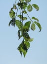 Leaves with dutch elm disease