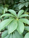 leaves of the dwarf umbrella plant Schefflera arboricola on the terrace of the house