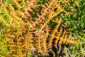 Leaves of a dying brown fern, California