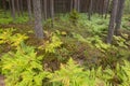 Leaves of the eagle fern, Pteridium aquilinum start to change color