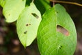 Leaves eaten by some insect