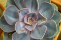 The leaves of an echeveria succulent plant