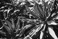 Leaves of Pride of Madeira in black and white
