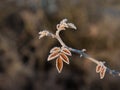 Bramble Leaves Edged with Frost