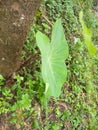 Leaves edible leaves pathrode konkani delicasy food