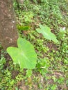 Leaves edible leaves pathrode konkani delicasy food Royalty Free Stock Photo