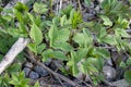 Leaves of the elder, Aegopodium podagraria Royalty Free Stock Photo