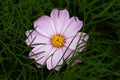 Leaves encircle a pink color Cosmos (plant) flower in dark, nature