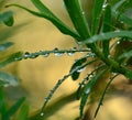 Leaves of euphorbia lamarckii with raindrops