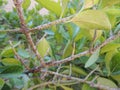 Leaves of the evergreen bush attacked by greenhouse whitefly