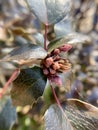 Leaves of the evergreen bush Mahonia, close-up photo