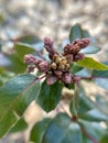 Leaves of the evergreen bush Mahonia, close-up photo