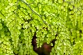 Leaves of an evergreen maidenhair, Adiantum venustum