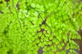 Leaves of an evergreen maidenhair, Adiantum venustum