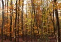 Leaves in fall colors on small, crooked trees in a German forest Royalty Free Stock Photo
