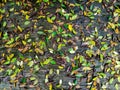 Leaves that fall Royalty Free Stock Photo