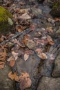 Leaves fallen on rocks in a creek Royalty Free Stock Photo