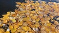 leaves fallen from trees into the water. autumn mood