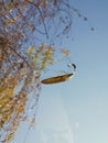 The leaves falling on the car sunroof look like they are floating in the air