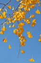 Leaves Falling From Ginkgo Tree